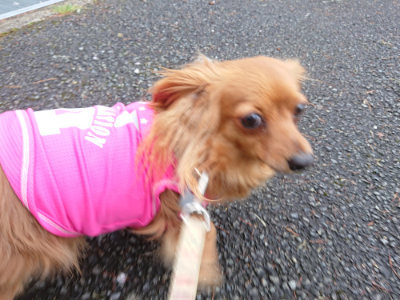 f:id:roukenhome-ann:20190503114247j:plain