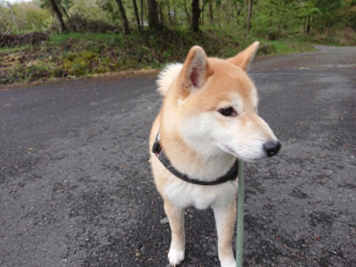 f:id:roukenhome-ann:20190503114338j:plain