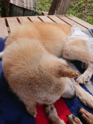 f:id:roukenhome-ann:20190503124517j:plain
