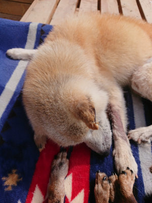 f:id:roukenhome-ann:20190503124524j:plain