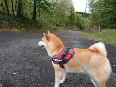 f:id:roukenhome-ann:20190503124540j:plain