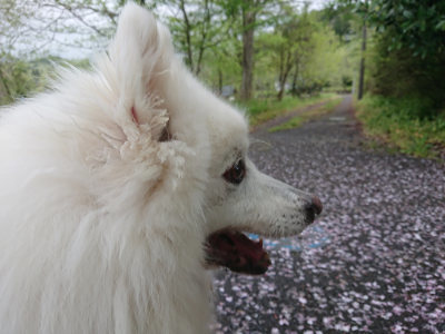 f:id:roukenhome-ann:20190503124558j:plain
