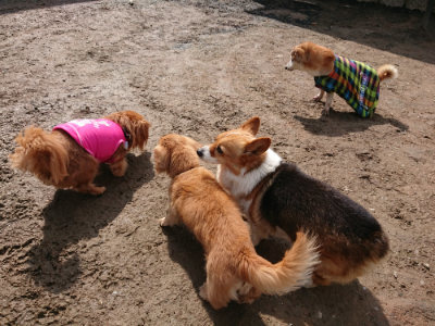 f:id:roukenhome-ann:20190503124643j:plain