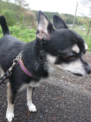 f:id:roukenhome-ann:20190503124742j:plain