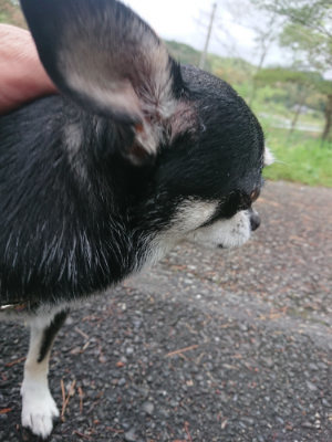 f:id:roukenhome-ann:20190503124747j:plain