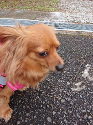 f:id:roukenhome-ann:20190503124838j:plain