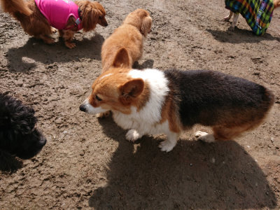 f:id:roukenhome-ann:20190503124859j:plain