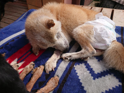 f:id:roukenhome-ann:20190503125437j:plain