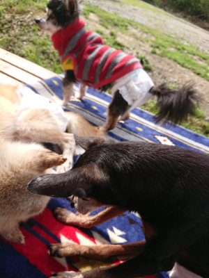 f:id:roukenhome-ann:20190503125528j:plain