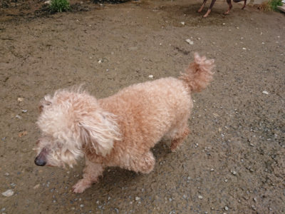 f:id:roukenhome-ann:20190503125652j:plain