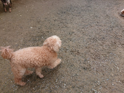 f:id:roukenhome-ann:20190503125813j:plain