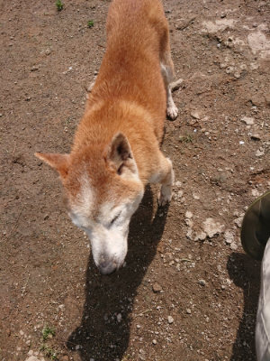f:id:roukenhome-ann:20190503130753j:plain