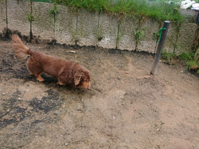 f:id:roukenhome-ann:20190503130824j:plain