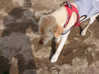 f:id:roukenhome-ann:20190504130601j:plain