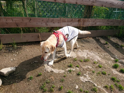 f:id:roukenhome-ann:20190504130607j:plain