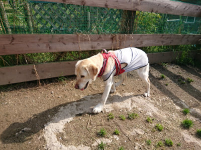 f:id:roukenhome-ann:20190504130653j:plain