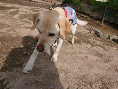 f:id:roukenhome-ann:20190504130708j:plain