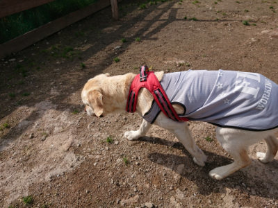 f:id:roukenhome-ann:20190504130716j:plain