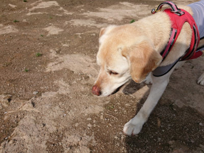 f:id:roukenhome-ann:20190504130747j:plain