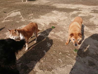 f:id:roukenhome-ann:20190504130832j:plain