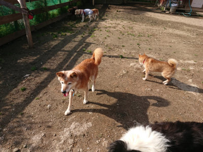 f:id:roukenhome-ann:20190504130839j:plain