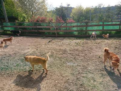 f:id:roukenhome-ann:20190504131151j:plain
