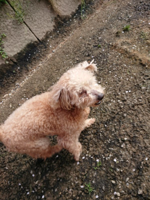 f:id:roukenhome-ann:20190504131550j:plain