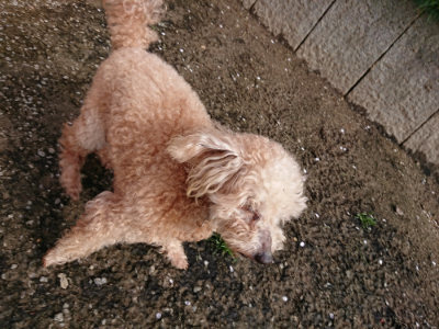 f:id:roukenhome-ann:20190504131626j:plain