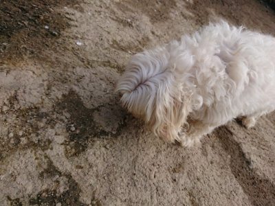 f:id:roukenhome-ann:20190504131742j:plain