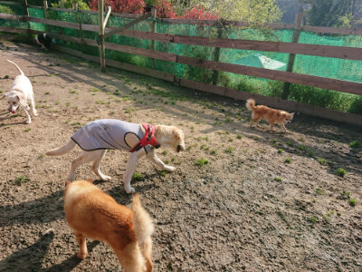 f:id:roukenhome-ann:20190504131911j:plain