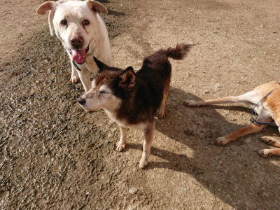 f:id:roukenhome-ann:20190504132105j:plain