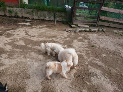 f:id:roukenhome-ann:20190504132232j:plain