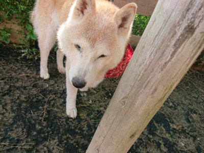 f:id:roukenhome-ann:20190504132258j:plain