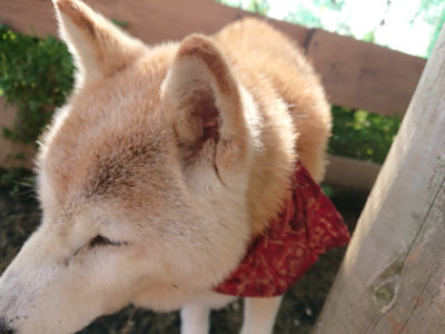 f:id:roukenhome-ann:20190504132306j:plain