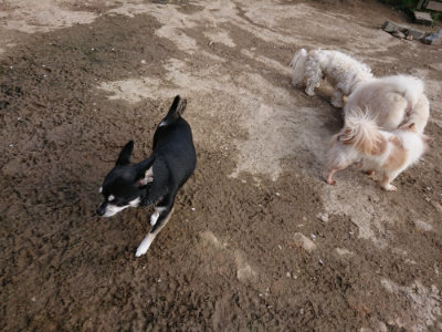 f:id:roukenhome-ann:20190504132342j:plain