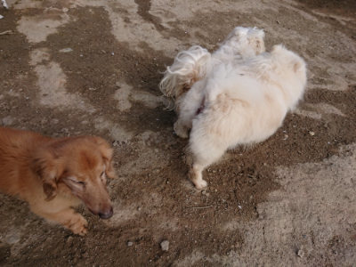 f:id:roukenhome-ann:20190504132400j:plain