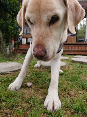 f:id:roukenhome-ann:20190504132622j:plain