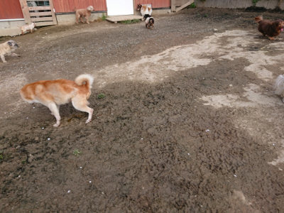 f:id:roukenhome-ann:20190504132650j:plain