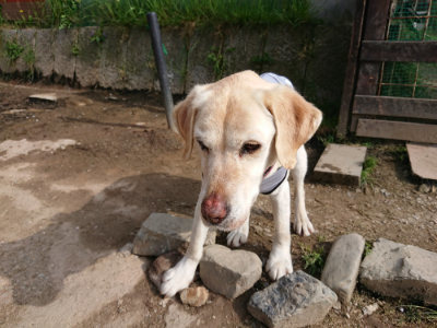 f:id:roukenhome-ann:20190504132836j:plain