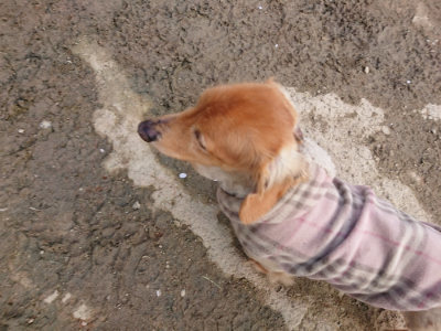 f:id:roukenhome-ann:20190504132907j:plain