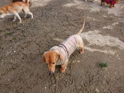 f:id:roukenhome-ann:20190504132945j:plain
