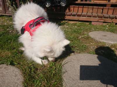 f:id:roukenhome-ann:20190506084750j:plain f:id:roukenhome-ann:20190506084750j:plain