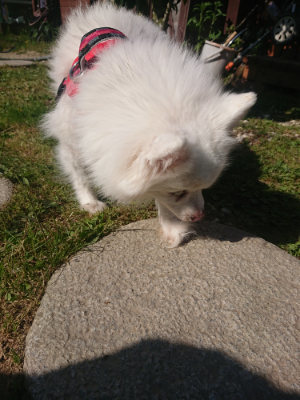 f:id:roukenhome-ann:20190506084753j:plain f:id:roukenhome-ann:20190506084753j:plain