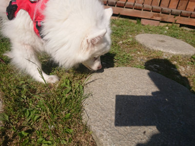 f:id:roukenhome-ann:20190506084807j:plain f:id:roukenhome-ann:20190506084807j:plain