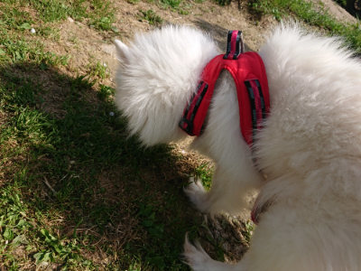 f:id:roukenhome-ann:20190506084836j:plain f:id:roukenhome-ann:20190506084836j:plain