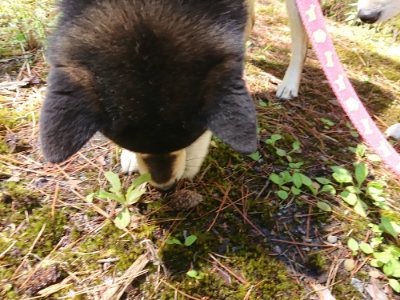 f:id:roukenhome-ann:20190507121724j:plain