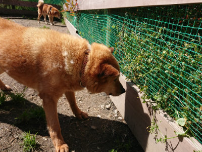 f:id:roukenhome-ann:20190507121735j:plain