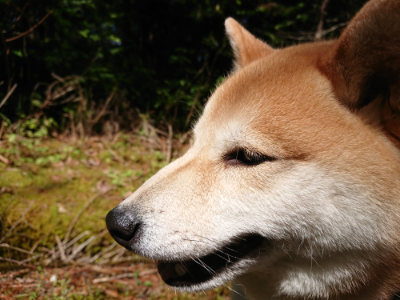 f:id:roukenhome-ann:20190507121745j:plain