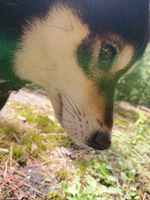 f:id:roukenhome-ann:20190507121831j:plain