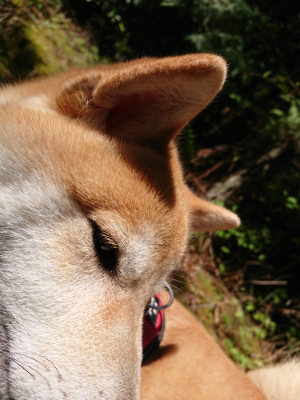 f:id:roukenhome-ann:20190507121942j:plain